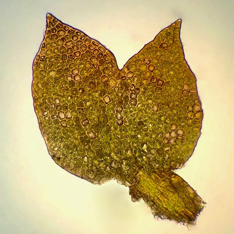 Sphenolobus minutus